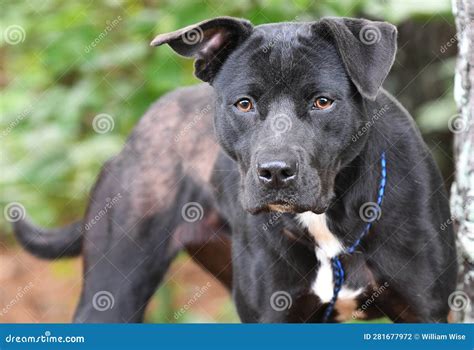 Terrier Pitbull Lab Mix
