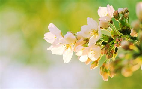 春天的花-照片桌面壁纸预览 | 10wallpaper.com