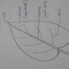 Draw and label the parts of (a) a leaf (b) a flower - Brainly.in
