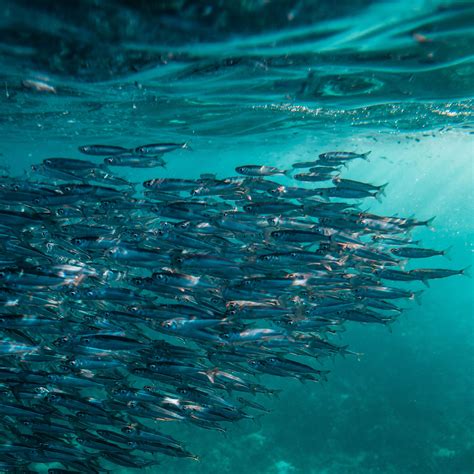 Download wallpaper 2780x2780 fish, ocean, underwater world, swimming ...