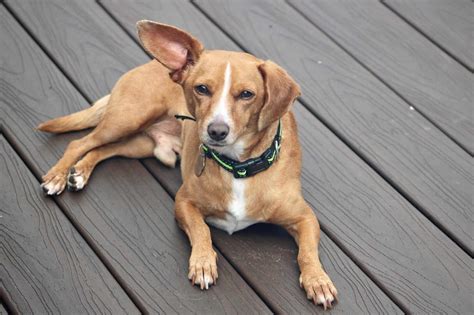 Dachshund Mixes: 46 Adorable Doxie Crossbreeds You'll Love!