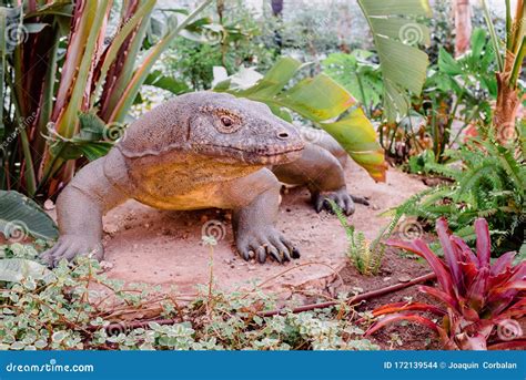 Recreation of the Life-size Komodo Dragon Reptile Stock Photo - Image of lizard, environment ...