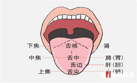 为 什么老中医要看你的舌头? 舌头原来是人体健康的“放大镜”