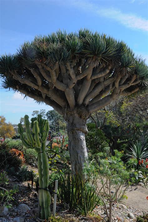 Dracaena draco - Yahoo Image Search Results Dragon Tree