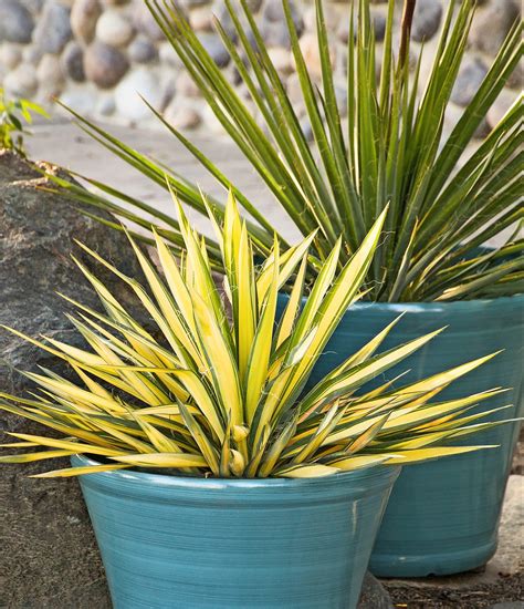 Yucca Plant Care and Growing Tips - Birds and Blooms