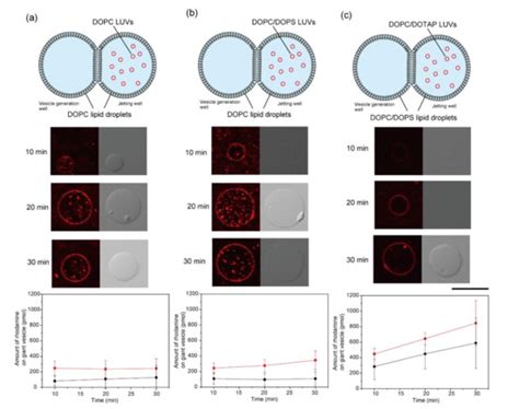 Investigation of Fusion between Nanosized Lipid Vesicles and a Lipid ...