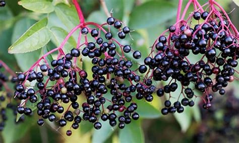 WebAstrologers Dream Dictionary | Elderberries | Elder Berries Dreams