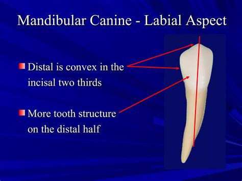 Maxillary and Mandibular Canines | PPT