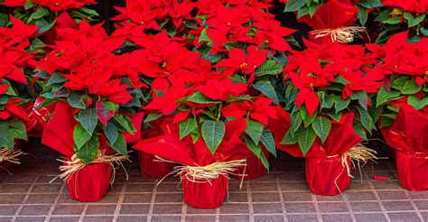 Poinsettias are a Long-Time Holiday Favorite - KFRM Radio 550 AM