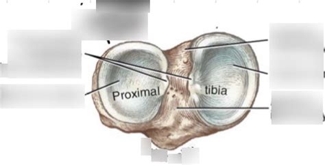Proximal Tibia 的图像结果