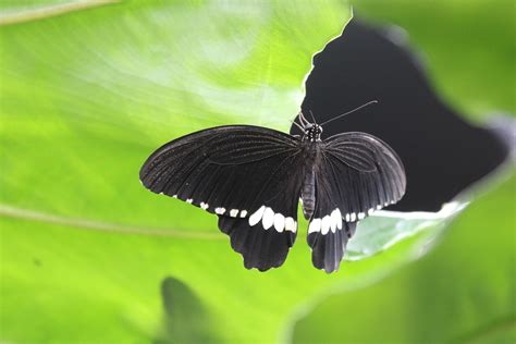 Butterfly Black Insect - Free photo on Pixabay - Pixabay