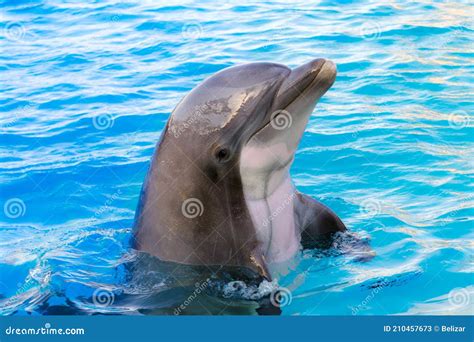 Bottlenose Dolphin is in a Dolphin Show of a Zoo Stock Image - Image of ...