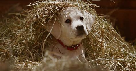 Budweiser Dog Commercial 的图像结果