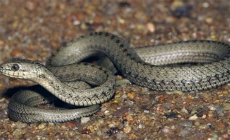 5 most rare snakes in the world that cannot be spotted easily | - Times ...