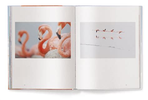 Image result for Flamingo 12 Book Design