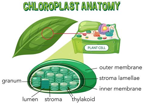 Pic Of A Chloroplast