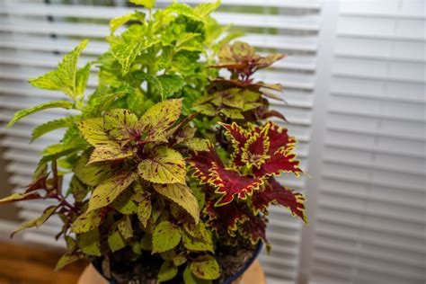 8 Beautiful Indoor Plants You Can Grow From Seeds In Florida