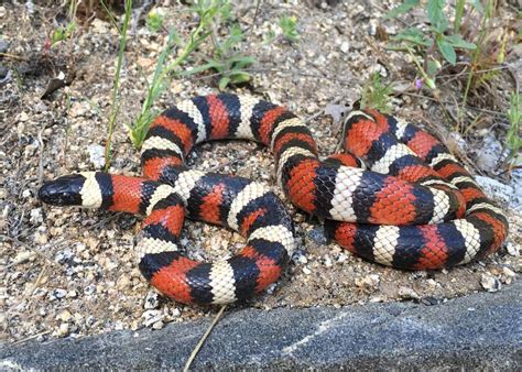 7 Black Snakes in Washington State - A-Z Animals