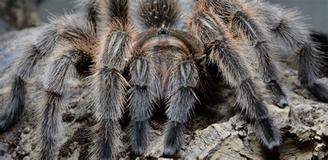 Oakland Zoo | Chilean Rose Tarantula