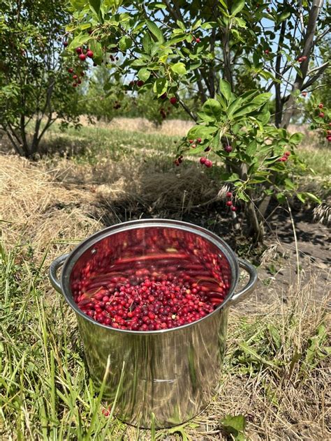 Image result for Serviceberry Tree Varieties
