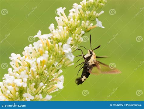 Hemaris Diffinis, Snowberry Clearwing Moth in Flight Stock Photo ...