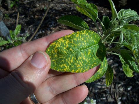 What is this yellow mottling on apple leaves? - General Fruit Growing - Growing Fruit