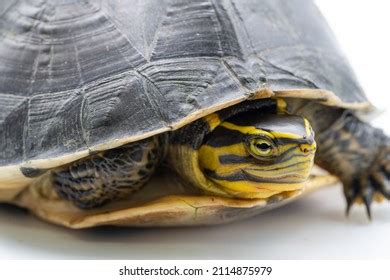Image result for Female Box Turtle