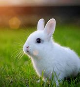 Image result for Free Cute Bunny Clip Art Black and White