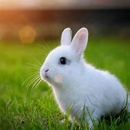 Image result for Cute Little Baby Bunny Eating