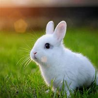 Image result for Baby Rabbit Art