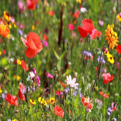 Northeast Wildflower Seed Mix - Vermont Wildflower Farm