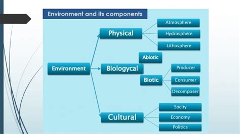 Basic Components of the Environment 的图像结果