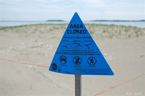 THE GOOD HARBOR BEACH PARKING LOT PLOVERS – The story of a remarkably ...