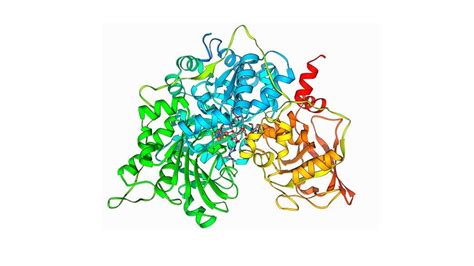 AI reveals shapes of all 200 million proteins known to science - India ...