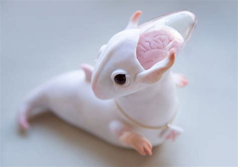 Image result for Alien Cocoon