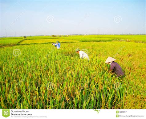 越南妇女农夫收获 图库摄影片 - 图片: 32278217