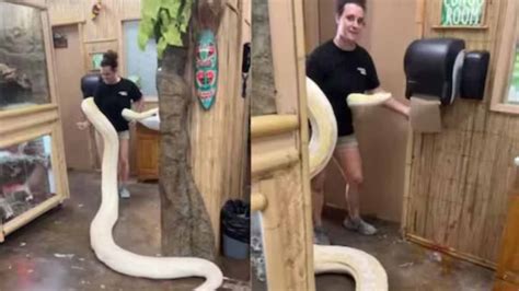 Image result for Python Wraps around Woman