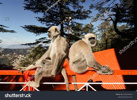 Indian Monkeys Langurs Near Hanuman Jakhu Stock Photo 2260725063 ...