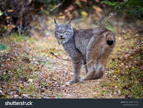 Canadian Forest Animals