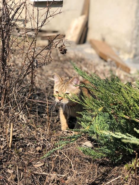 Image result for Muskrat Hunting