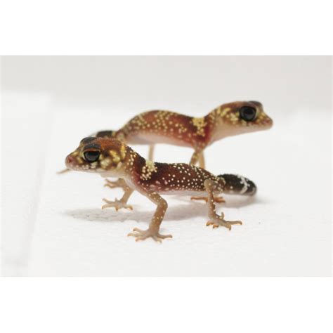 Barking Gecko Making Noise 的图像结果