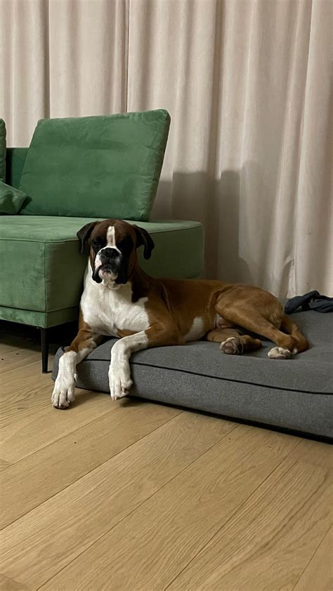 Boxer Human 的图像结果