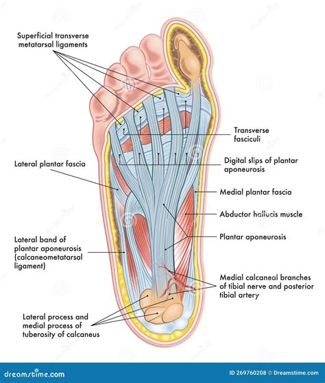 Labelled Medical Diagram of Human Foot Stock Vector - Illustration of ...