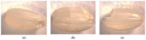Investigation of a Precise Control Scheme for Rice Quality