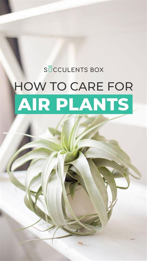 Air Plants Care Guide at Finn Daintree blog