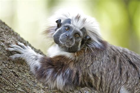 Proyecto Tití: el esfuerzo por proteger a un primate y a un bosque en peligro de extinción en ...