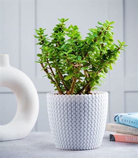 Jade plant indoor live plant without pot (1 Live Plant) : Amazon.in ...