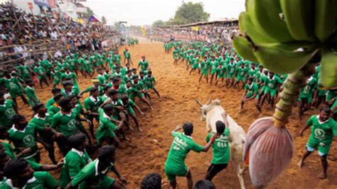 Jallikattu: Bull- taming sport | The Times of India