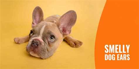What Can I Do For My Dogs Stinky Ears