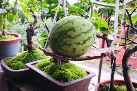 西瓜有什么方法种出来没籽，这五点是关键 - 农敢网
